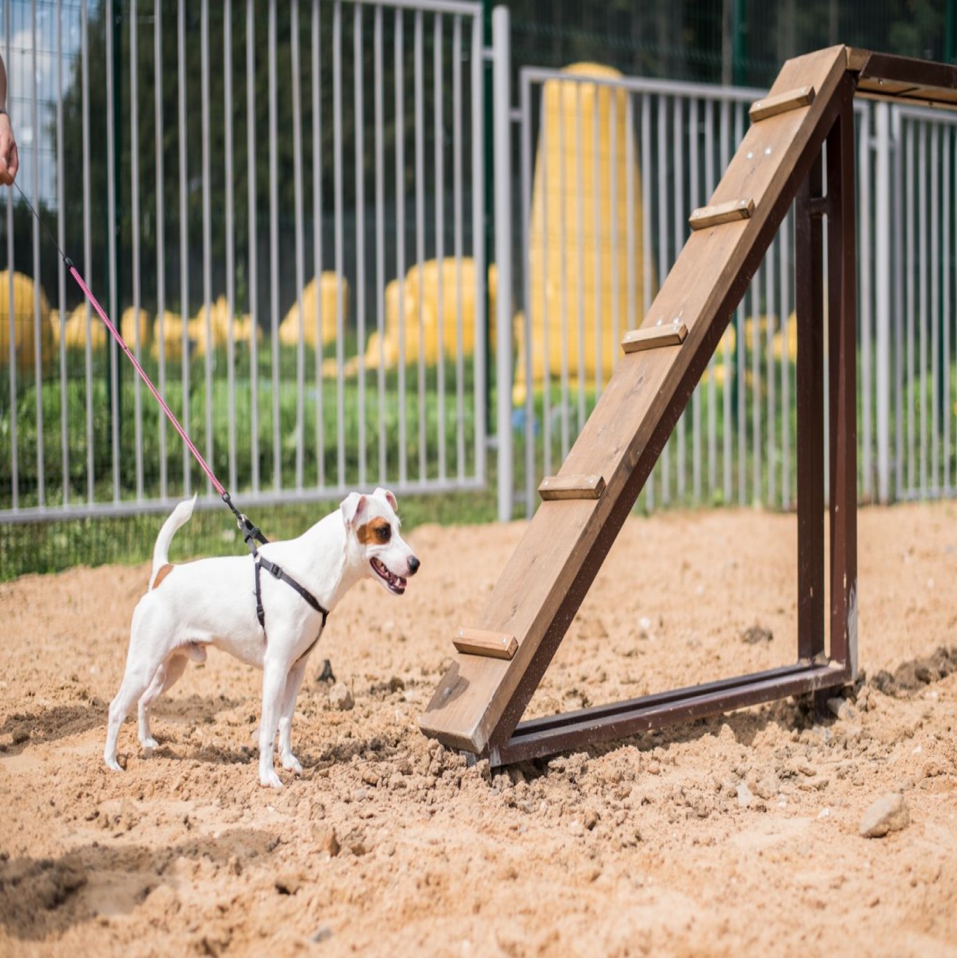 Training platform for dogs