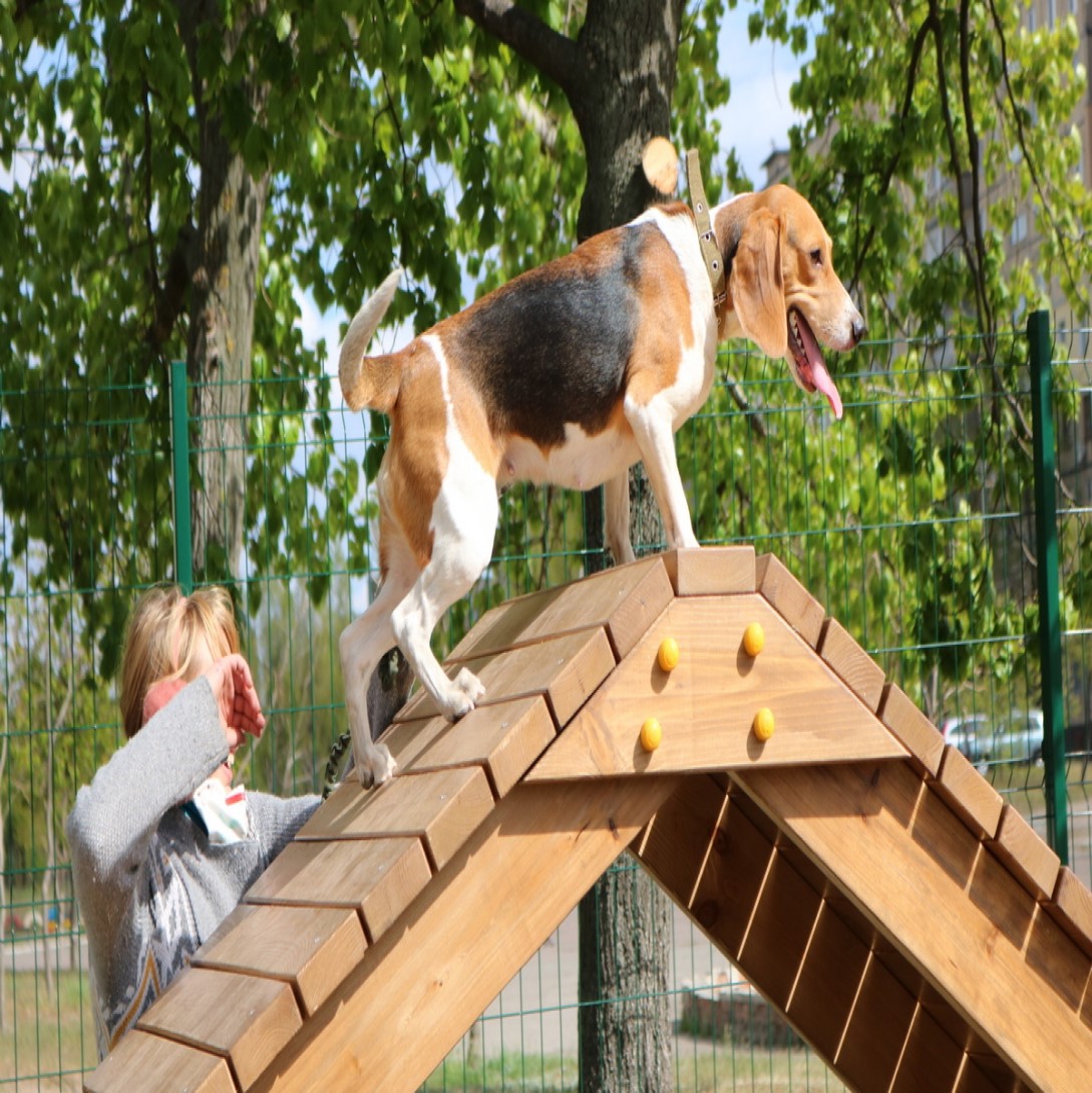 Training platform for dogs