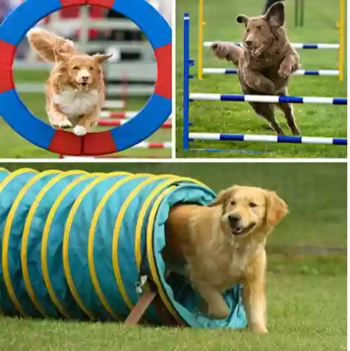 Վարժեցման հրապարակ շների համար